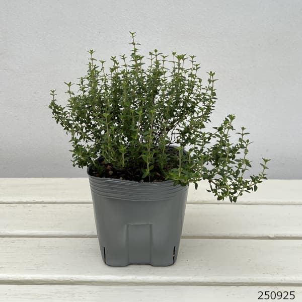 タイム：フレンチタイム4号ポット