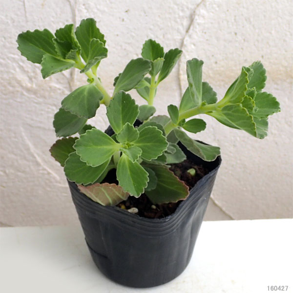 ボルトジンユ3号ポット