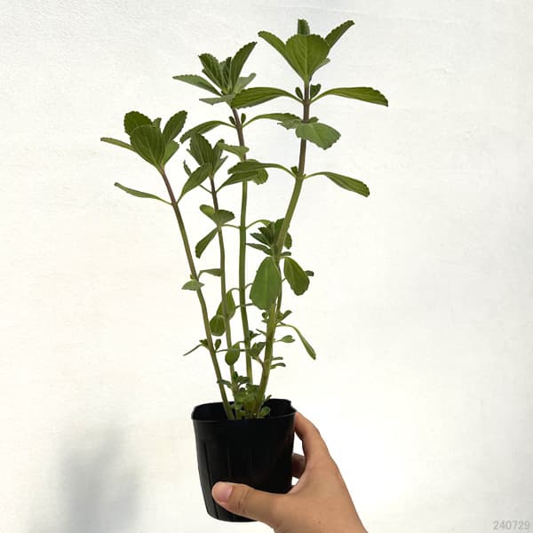 ボルトジンユ3号ポット