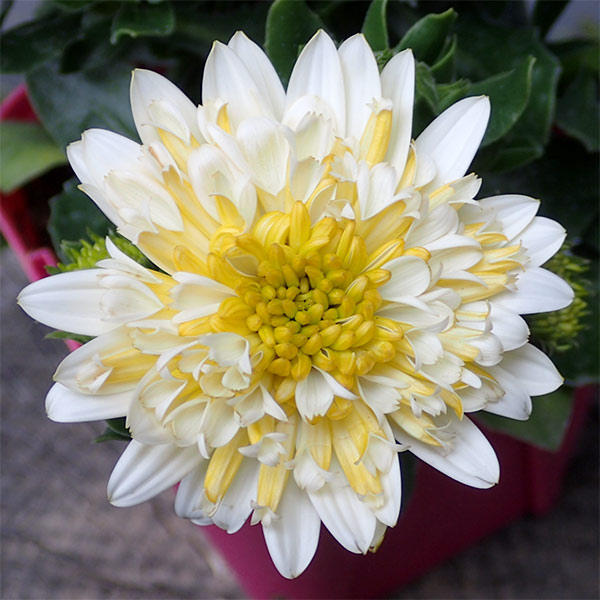 園芸ネット本店｜オステオスペルマム（ダブル）：レモンアイス3.5号