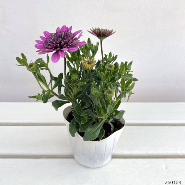 オステオスペルマム（ダブル）：３Dパープル3.5号ポット