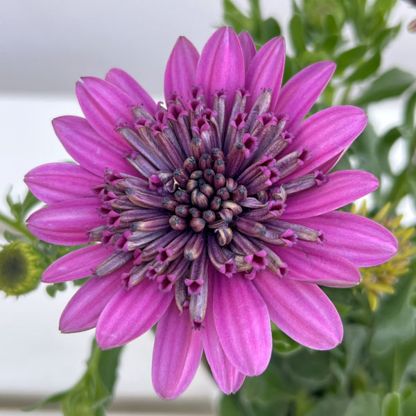 オステオスペルマム（ダブル）：３Dパープル3.5号ポット