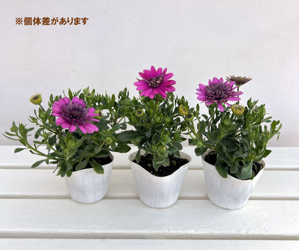 オステオスペルマム（ダブル）：３Dパープル3.5号ポット