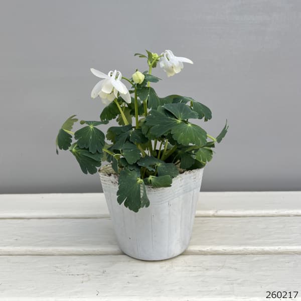 ミヤマオダマキ(深山苧環):白花3号ポット 3株セット