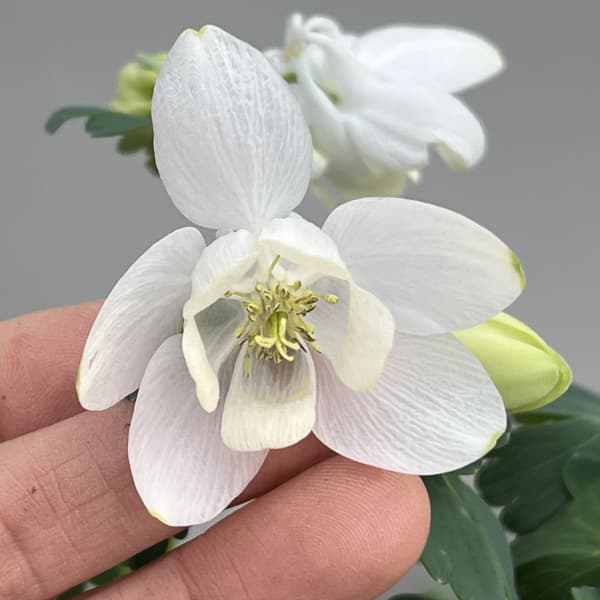 ミヤマオダマキ(深山苧環):白花3号ポット 3株セット