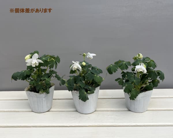 ミヤマオダマキ(深山苧環):白花3号ポット 3株セット
