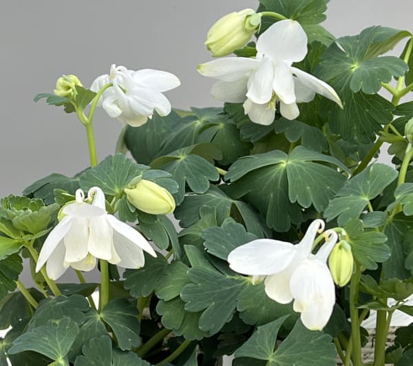 ミヤマオダマキ(深山苧環):白花3号ポット 3株セット