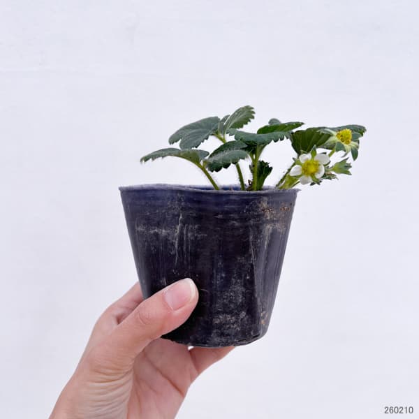 イチゴ（一季なり）：ふさのか（ふさの香）3号ポット