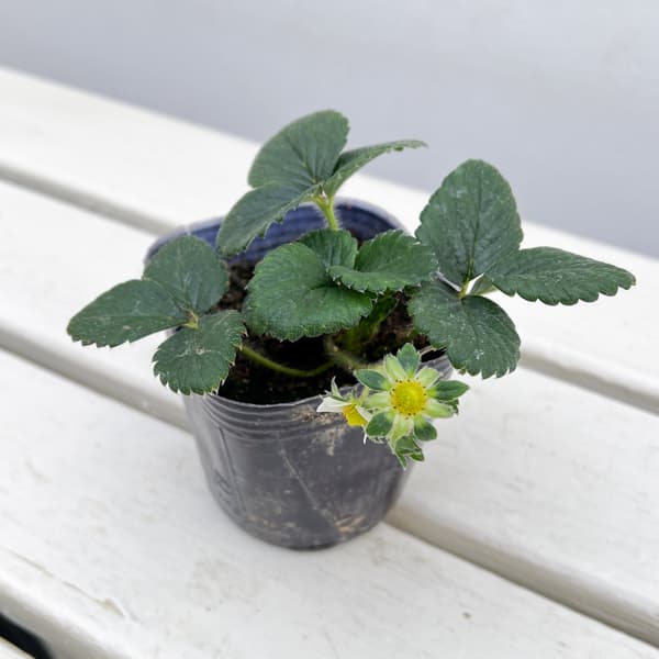 イチゴ（一季なり）：ふさのか（ふさの香）3号ポット