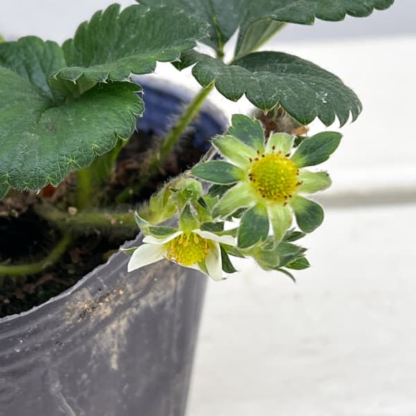 イチゴ（一季なり）：ふさのか（ふさの香）3号ポット