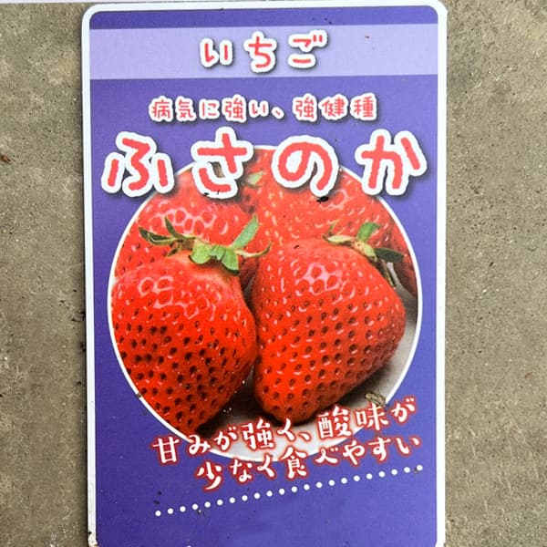 イチゴ（一季なり）：ふさのか（ふさの香）3号ポット