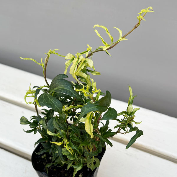 ヘデラ：雪の妖精3号ポット