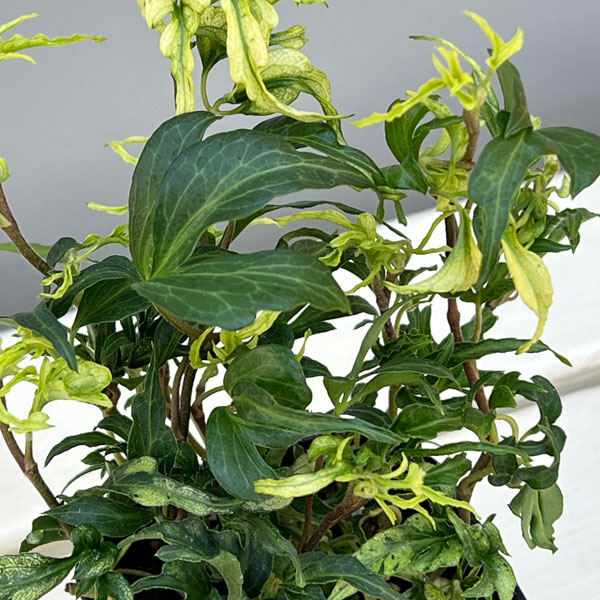 ヘデラ：雪の妖精3号ポット