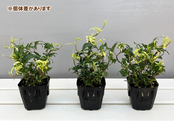 ヘデラ：雪の妖精3号ポット