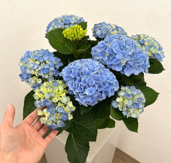 アジサイ:マジカルレボリューション(ブルー)5号鉢植え
