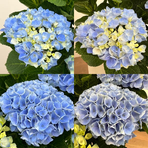 アジサイ:マジカルレボリューション(ブルー)5号鉢植え