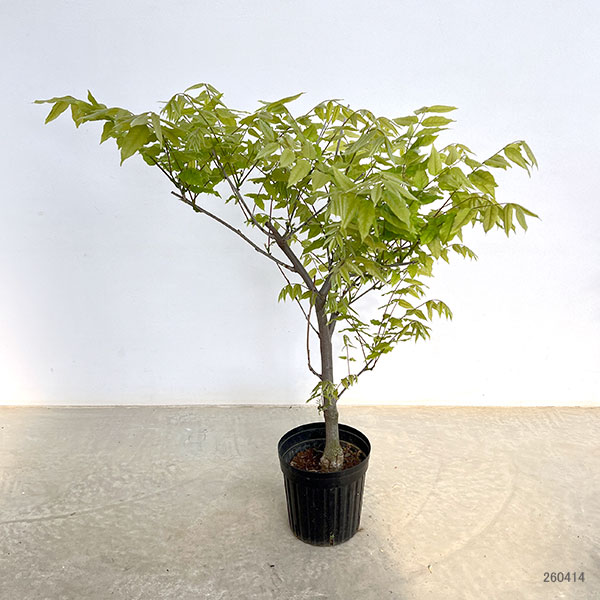 フジ（藤）：ヤエコクリュウ（ボタンフジ）6号ポット