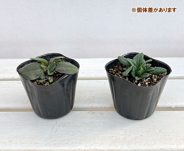 スカビオサ（マツムシソウ）：デビルズビット3-3.5号ポット