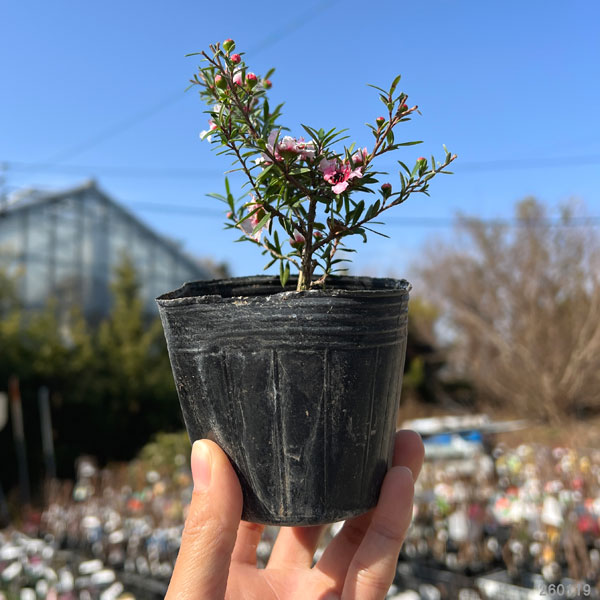 ティーツリー：マヌカ赤系一重花3号ポット