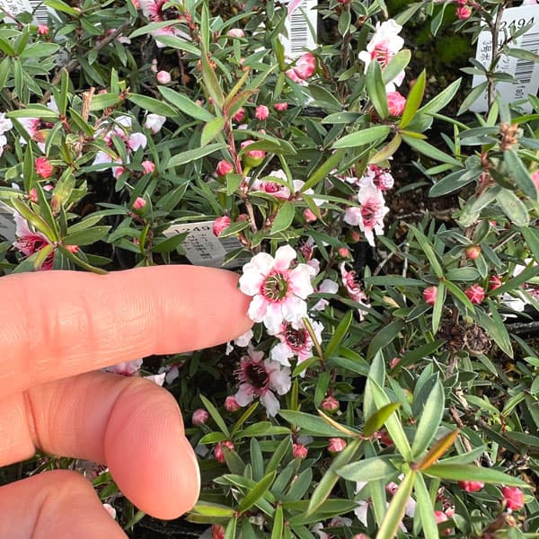 ティーツリー：マヌカ赤系一重花3号ポット