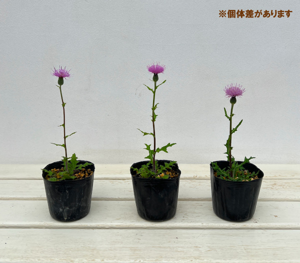 ノアザミ3号ポット