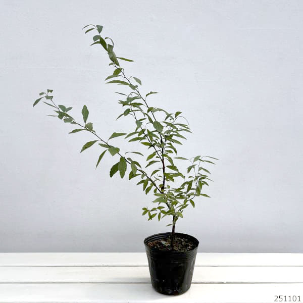 コデマリ:八重咲きこでまり4-4.5号ポット