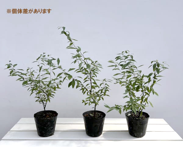 コデマリ:八重咲きこでまり4-4.5号ポット