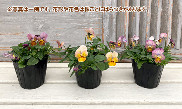 ビオラ：ビビ アプリコットアンティーク3～3.5号ポット