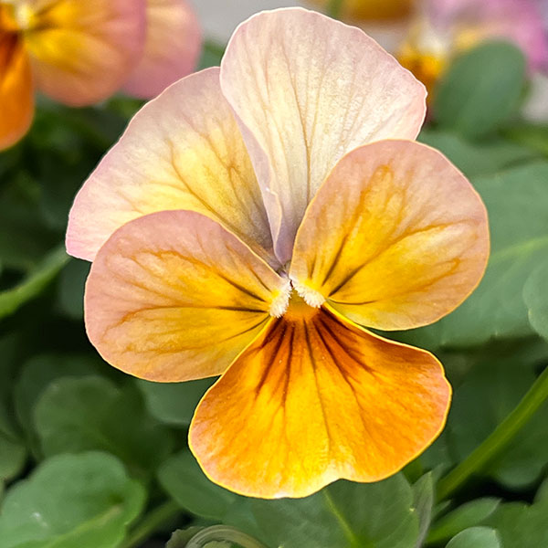 ビオラ：ビビ アプリコットアンティーク3～3.5号ポット