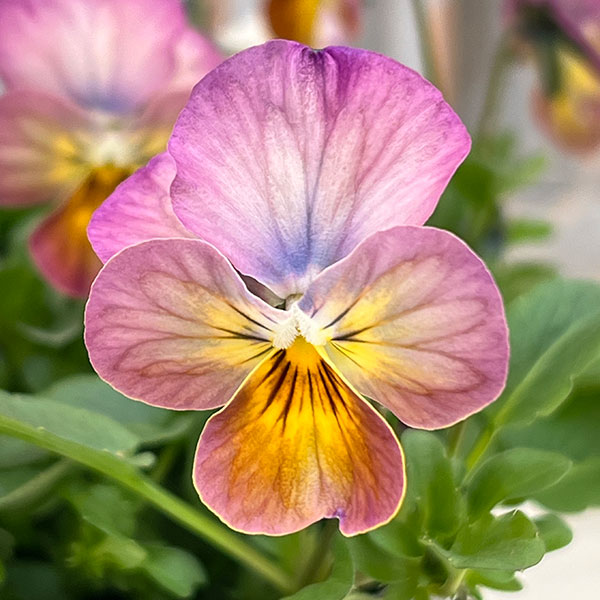 ビオラ：ビビ アプリコットアンティーク3～3.5号ポット