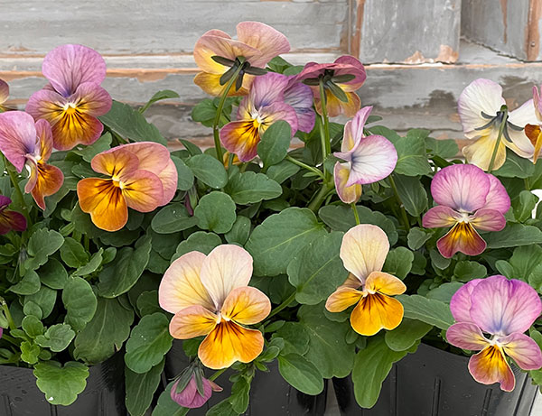 ビオラ：ビビ アプリコットアンティーク3～3.5号ポット