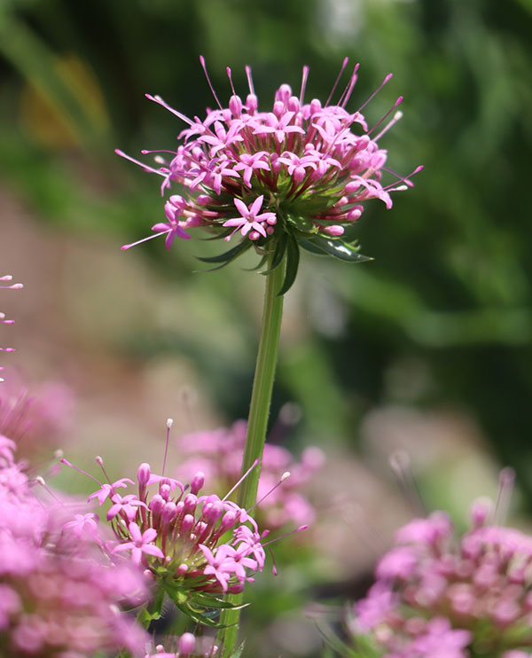 ハナクルマバソウ（フォプシススティロサ）3-3.5号ポット