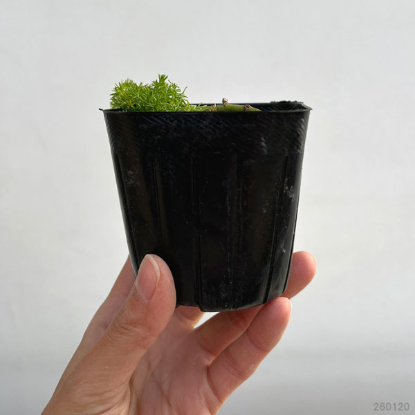 カモミール：ダブルフラワーカモミール3号ポット