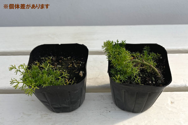 カモミール：ダブルフラワーカモミール3号ポット