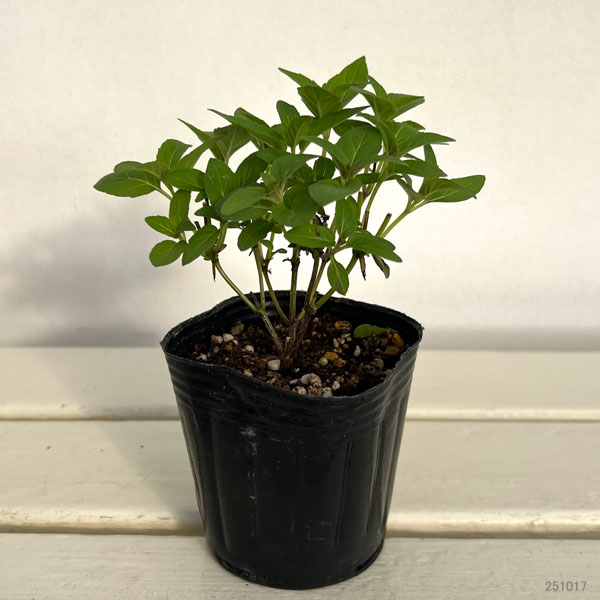 モナルダ（ベルガモット）：パープル3号ポット