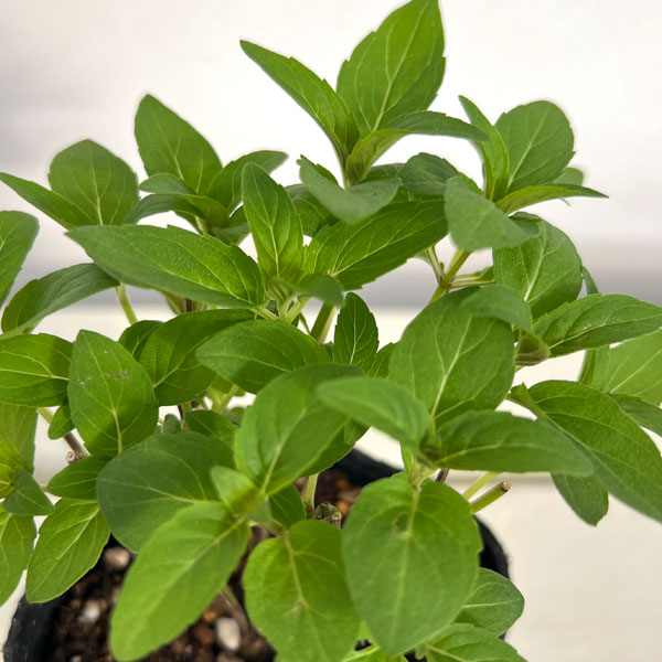 モナルダ（ベルガモット）：パープル3号ポット