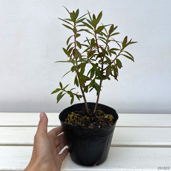 ツツジ（ブルー系）：さざなみ4～4.5号ポット