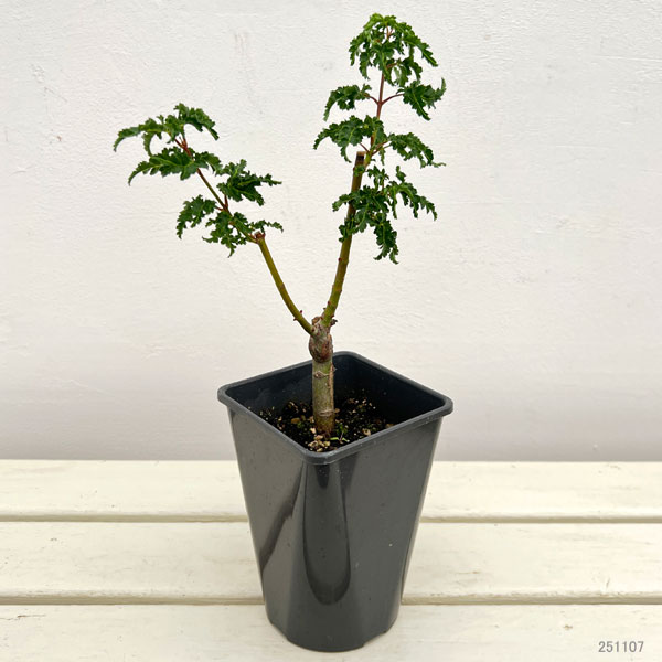 モミジ：獅子頭（シシガシラ）4号ポット