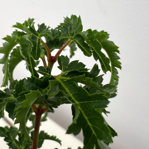 モミジ：獅子頭（シシガシラ）4号ポット