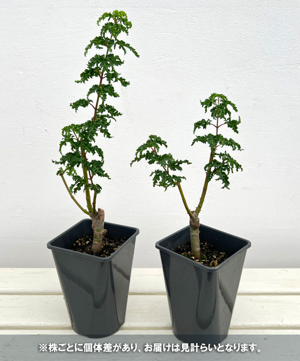 モミジ：獅子頭（シシガシラ）4号ポット