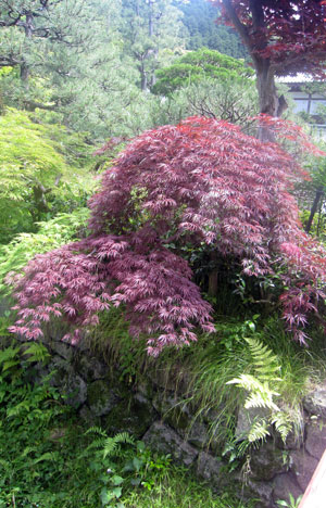 モミジ：紅枝垂れ（ベニシダレ）7号ポット