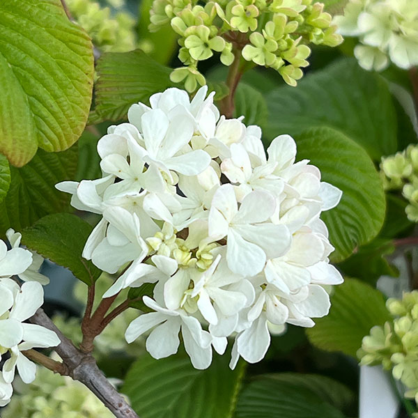 オオデマリ（大手毬）：キャンディースノー4.5-5号ポット