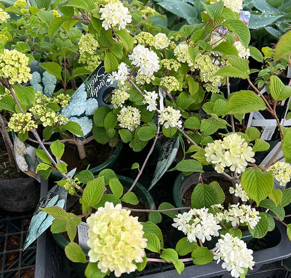 オオデマリ（大手毬）：キャンディースノー4.5-5号ポット