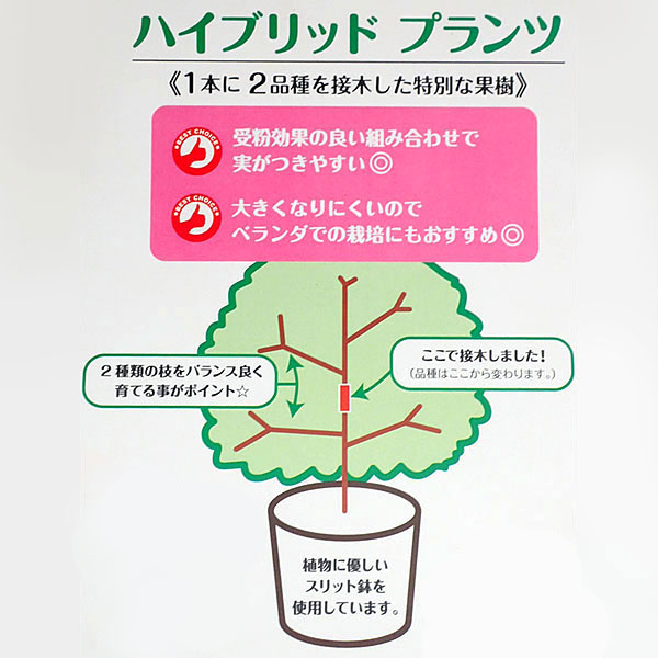 ペアフルーツ：サクランボ（佐藤錦と紅秀峰）7号鉢植え