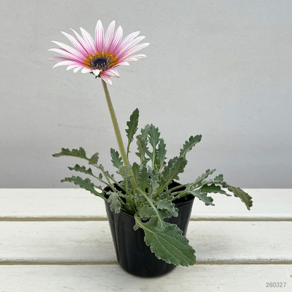 アークトチス：プリュネル3号ポット