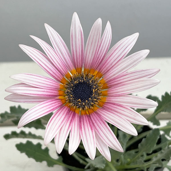 アークトチス：プリュネル3号ポット