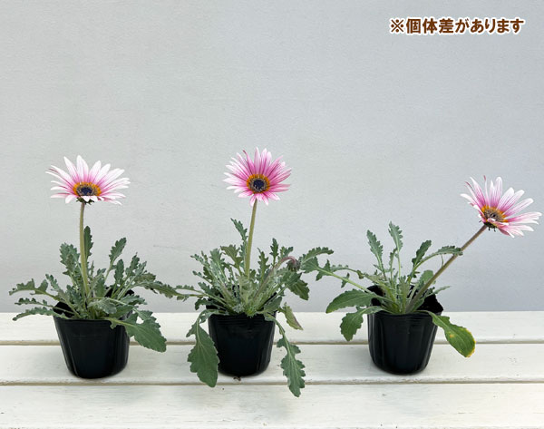 アークトチス：プリュネル3号ポット