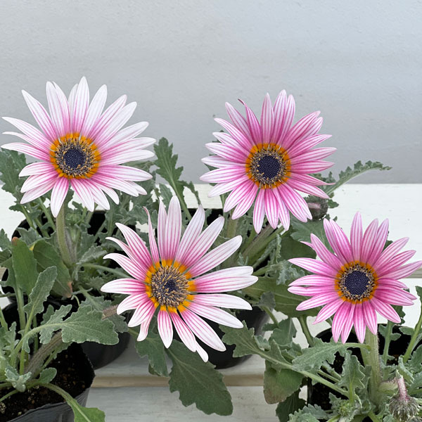 アークトチス：プリュネル3号ポット