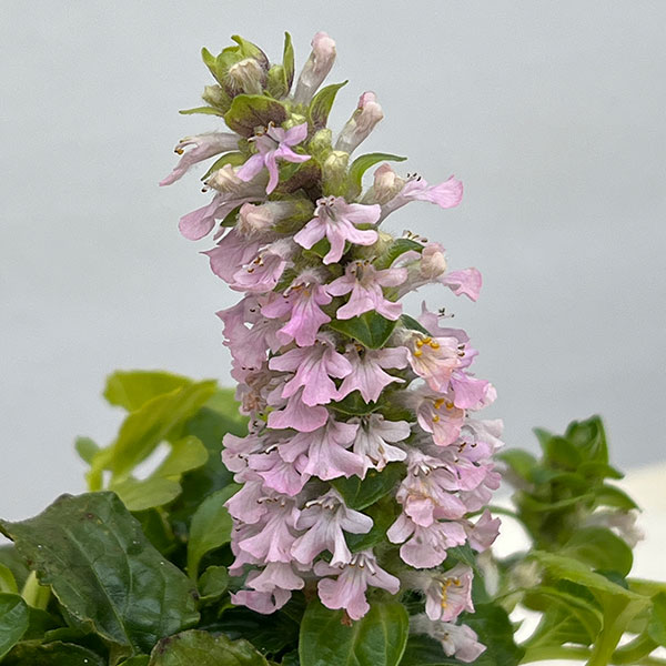 アジュガ：ゴールドライム3.5号ポット 2株セット