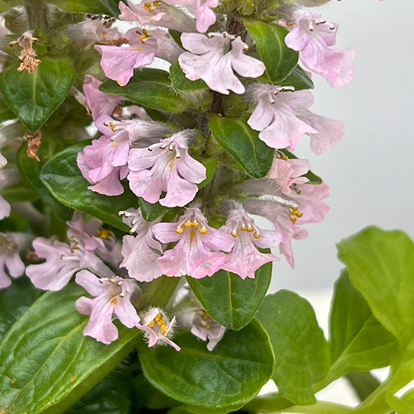 アジュガ：ゴールドライム3.5号ポット 2株セット